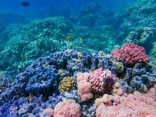 colorful corals and exotic  fishes at the bottom of the red sea. beautiful natural summer background