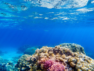 colorful corals and exotic  fishes at the bottom of the red sea. beautiful natural summer background