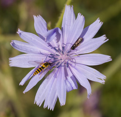 Flower with two insects