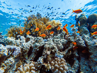 colorful corals and exotic  fishes at the bottom of the red sea. beautiful natural summer background © ver0nicka