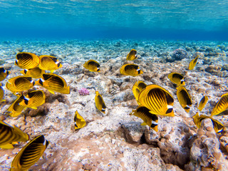 colorful corals and exotic  fishes at the bottom of the red sea. beautiful natural summer background © ver0nicka