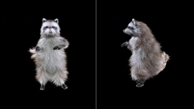 raccoon Dance CG fur 3d rendering animal realistic CGI VFX Animation Loop  composition 3d mapping cartoon, with Alpha matte