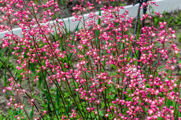 floral shrub with a lot of small pink-white flowers in the shape of bells Close-up of the full frame on a pink background