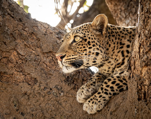 Leopard over the tree watching for preys
