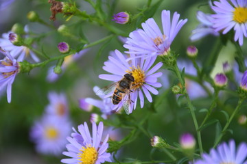 bee on flower