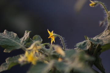 Tomato plant flowers various states of bloom
