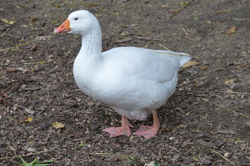 A goose at the farm