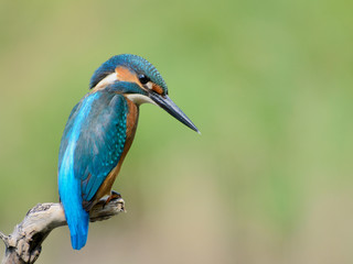 Common Kingfisher