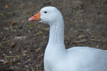 A goose at the farm