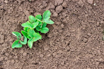 Young shoots of strawberries grow in the garden at spring time. Top view.