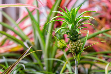 Obraz premium The ovary of a young pineapple in the garden in the greenhouse