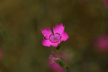 Mountain carnation, wild carnation ; Dianthus Carthusianorum