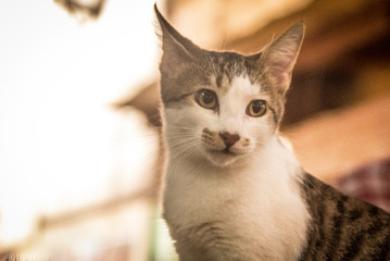 cats in the streets of  Fez, morocco