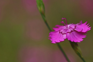 Mountain carnation, wild carnation ; Dianthus Carthusianorum