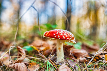 Amanita in the autumn forest. Photographed close-up.