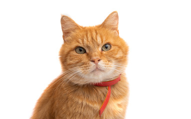 Fototapeta na wymiar red cat isolated