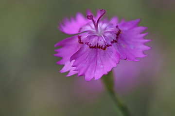 Fototapeta premium Mountain carnation, wild carnation ; Dianthus Carthusianorum