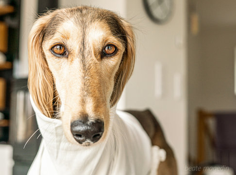 Saluki Feminin