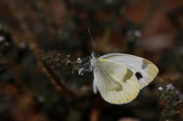 Krüper's White Angel / Pieris Krueperi