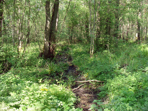 Deciduous forest
