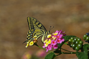 Swallowtail butterfly ; Papilio machaon