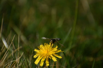 Schwebfliege von vorne