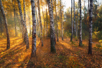 Sunny autumn birch forest