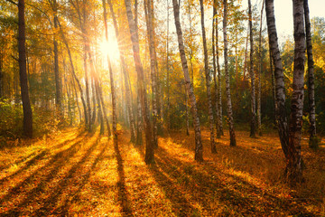Sunlight in autumn forest