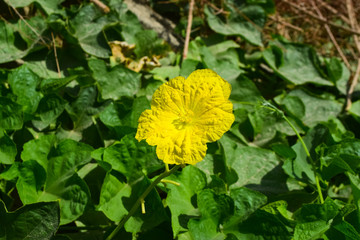 close up of vegetable yellow Zucchini in green background garden outside nature photography