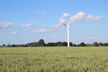 Green wheat field with wind turbine in background with blue sky and clouds on summers day, North Yorkshire,Britain ,UK