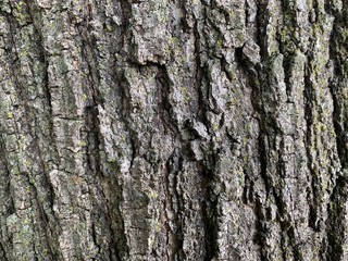 Fototapeta premium tree bark