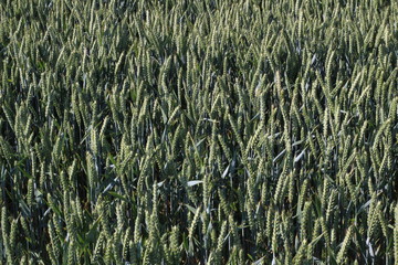Wheat field ripening in British summer in the early evening in  Yorkshire UK