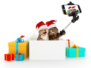 Funny cats are taking a selfie with smartphone camera. They are wearing Christmas hats. Selfie...