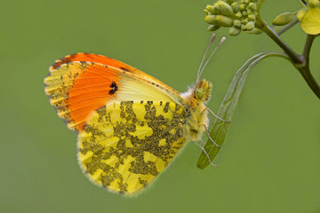 Fancy Damone Butterfly ; Anthocharis damone	