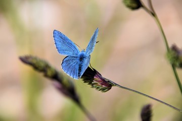 Common Blue