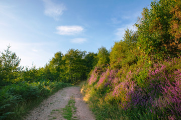 Thick heathers and path, blue sky. English rural summer landscape. England, UK