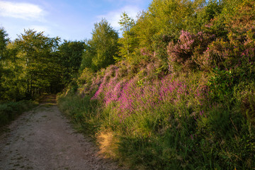 Thick heathers, path, wood and blue sky. English rural summer landscape. Countryside in England, UK