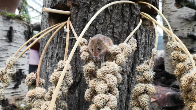 A harvest mouse (Micromys minutus), a small rodent native to Europe and Asia.