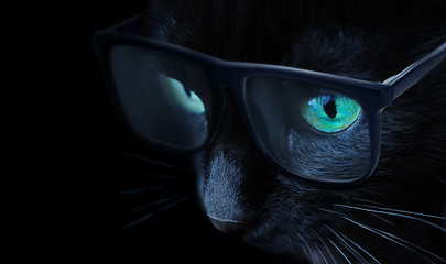 smart black cat with green eyes side view wearing sunglasses on black background close up, macro 