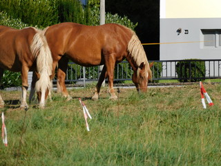 horse