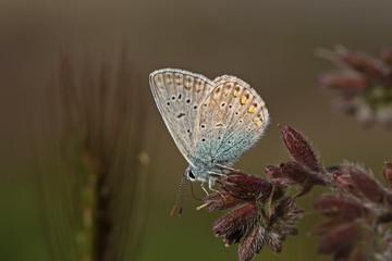 Multi-eyed Blue / Polyommatus icarus