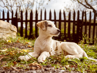 Obraz na płótnie Canvas Beautiful puppy posing on camera