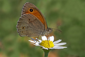 Eastern Meadow brunette butterfly ; Maniola telmessia