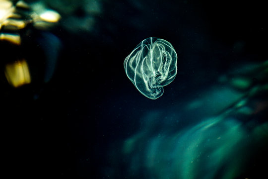 Glowing Comb jelly  drifting in its natural environment. Adriatic Sea. Sea Walnut, American comb jelly, Warty comb jelly or Leidys comb jelly 