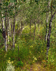 Obraz premium Sunlit aspen grove in Grand Tetons National Park