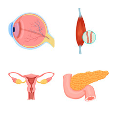Vector illustration of body and human sign. Collection of body and medical stock symbol for web.