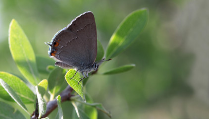 Fototapeta na wymiar Great Love butterfly / Satyrium ilicis