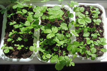 Strawberry seedlings