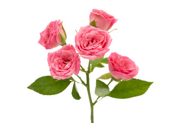 small roses isolated