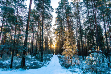 Trees in forest.  Sunny winter morning in snowy forest